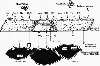 endotelial01.jpg (38997 bytes)