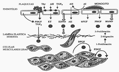 endotelial02.jpg (30191 bytes)