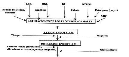 endotelial04a.jpg (16592 bytes)