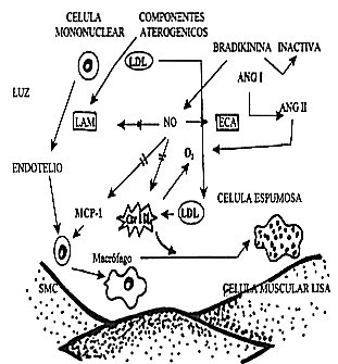 endotelial05.jpg (30928 bytes)